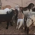 بهم سواكن وهجين طيب