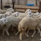 58 رخيل حري جذعيات بالقنفذة