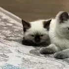 للبيع قطط هيمالايا
