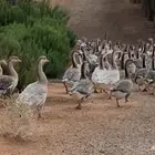 للبيع قطيع وز عراقي