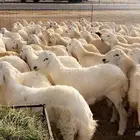 مشروع أغنام