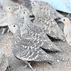 قطاء سمان قمري نزل  حمام