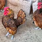 دجاج سبرايت