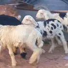 طليان ورخال بهم تربيه طيب لاعلي سوم
