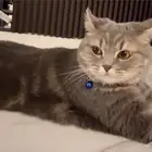 قطه للبيع700