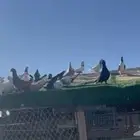 حمام كش وكريش شرط