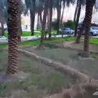مزرعه للايجار جنوب الرياض