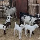 2 ماعز بيشي معه 4 بهم المظيلف