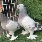 اجواز اتراك