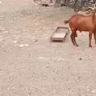 تيس أدهم فحل محايلي صنف