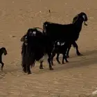 معزاء