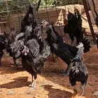 ديوك اندنوسي هجين اسود للبيع