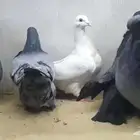 طبات فرش الوان مختلفه
