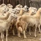 50 ضان حريات مولده بالقنفذة