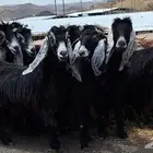 معزا عوارض منايح العدد 10 با الفحل دفيع درجه اولي