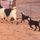 ( تم البيع ) عنز والد فاخره معها تيس وجفره صنف