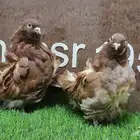 لعشاق الكشكشي وردة (( تم البيع ))