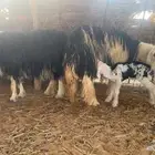 نجد صنف العدد 2 كل وحده تحتها خروف