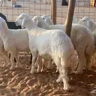 ذبايح حريات ونعيم وتيوس يامدور الزين