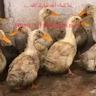 بط بكين وشرشيري 10 حبات عنيزة
