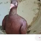 حمام سوري