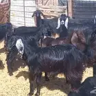 ( تم البيع )معزا ولد ومضاريع 11 معها 8