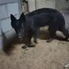 جيرمن بلاك