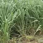 شتلات بونيكام اسباني هجين كبير