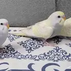 بادجي غير أليف