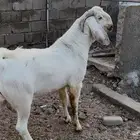 فحل بيشي مطور