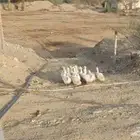 بط للبيع نظيف