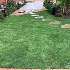 عشب اخضر طبيعي نجيله انجيله ثيل