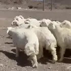 طليان حري ومصلخ بلموقع
