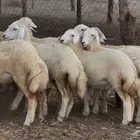 23 رخيل حري صنف دعدية القنفذة