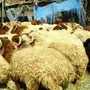أشتري لك الأغنام وأذبحها وأوصلها أينما أنت