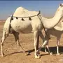 للبيع خلفه وضحا 