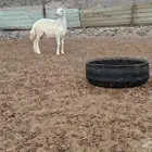 طلي حري ذبيحه تميمه