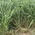 شتلات بونيكام اسباني F1 كبير الشحن مجانا لجميع المدن