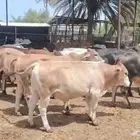عجول للبيع