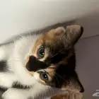 للتبني