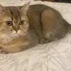 قط للبيع