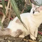 قط شيرازي ذكر