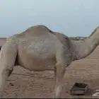 قعود حيسوني وامه تماميه