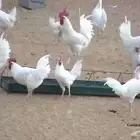 ديوك لوهمان ابيض