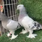 اتراك للبيع