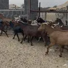 معزاء حص