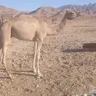 قعود مفرود