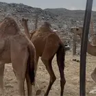 3 قعدان مفاريد