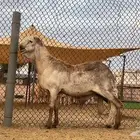 شياه سواكن درماني صنف