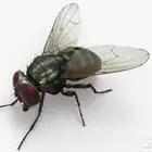 حيوان